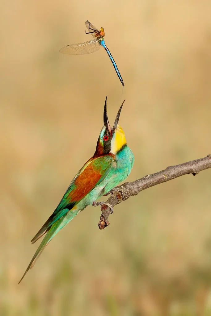 Observación de aves ABEJARUCO