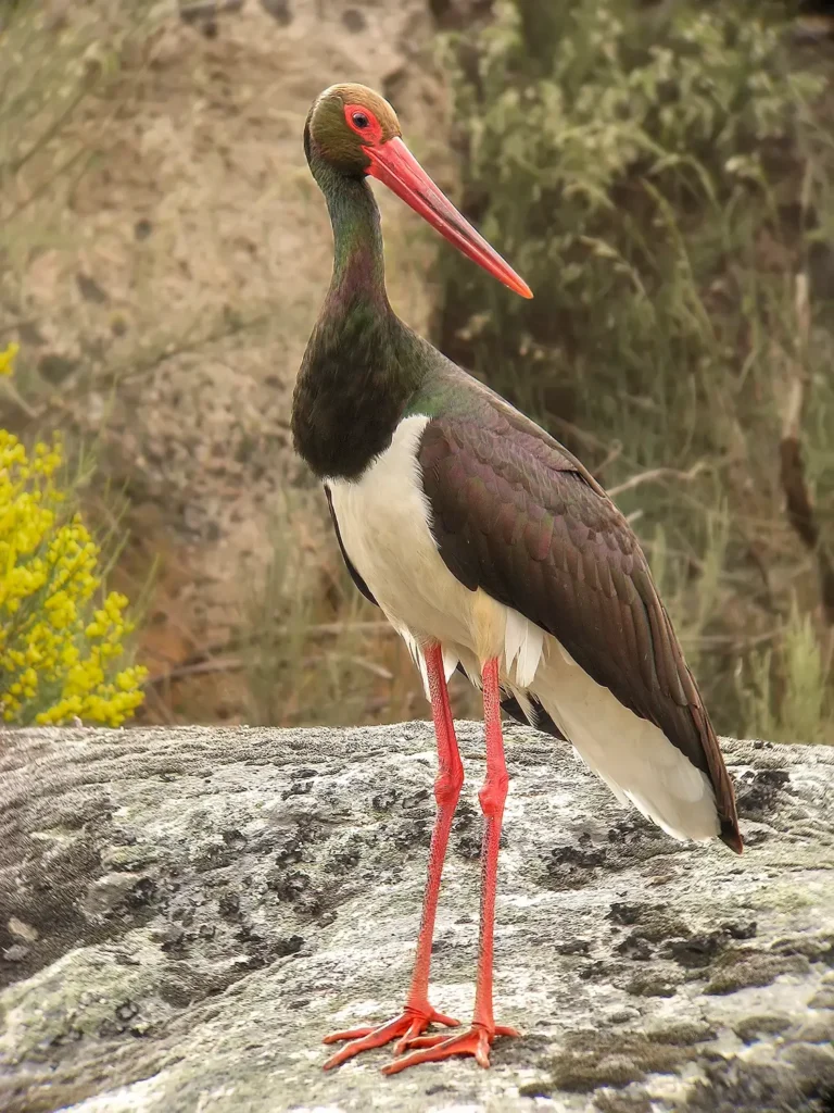 Observación de aves CIGUEÑA