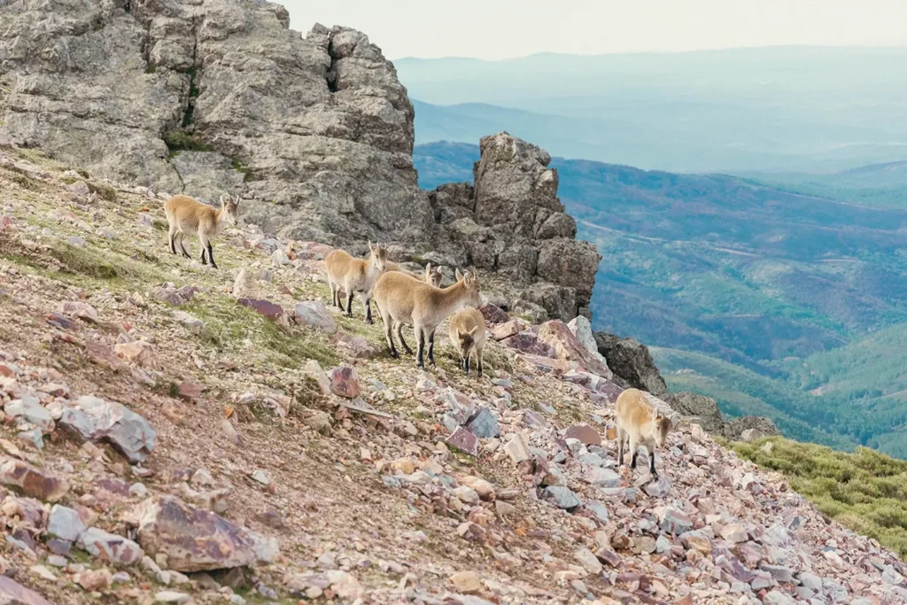 Fauna en la Sierra de Francia flor cabra