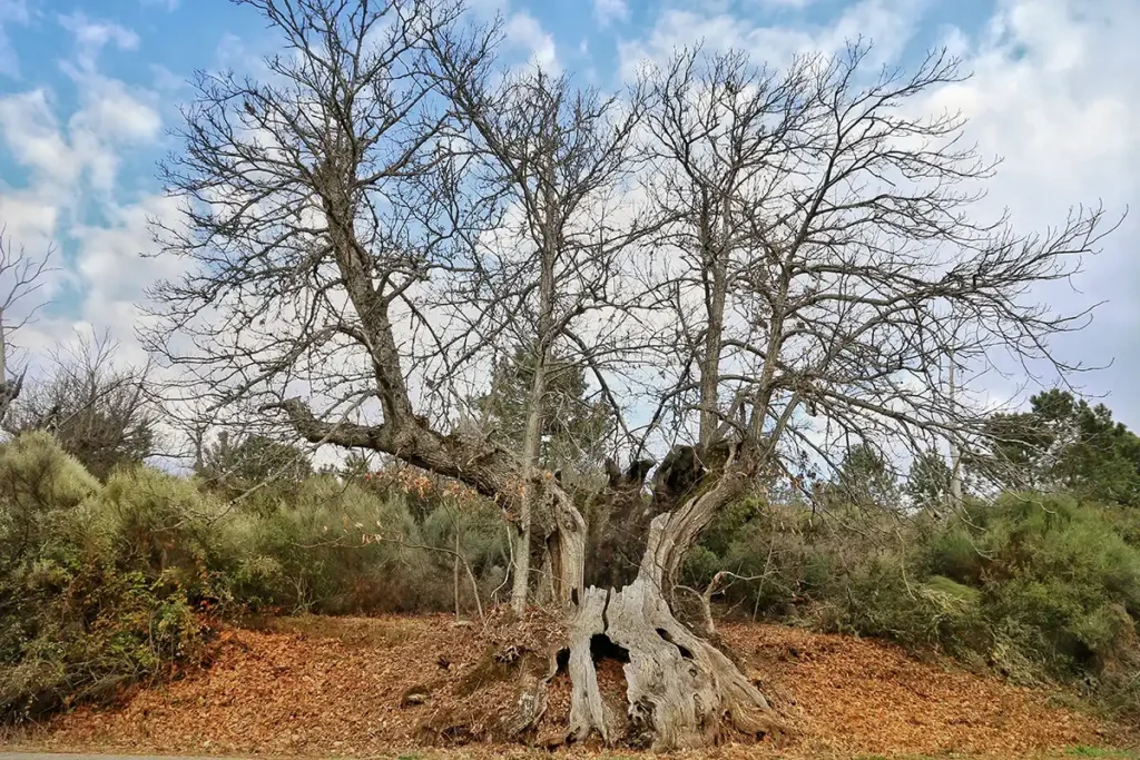 Serradilla del Arroyo 2