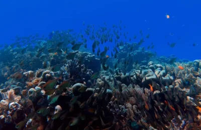 presentacion video museo mares antiguos