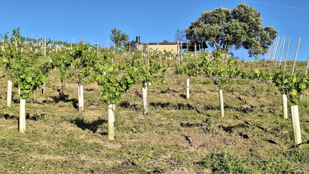 viñedos Bodega Vinculo Serrano