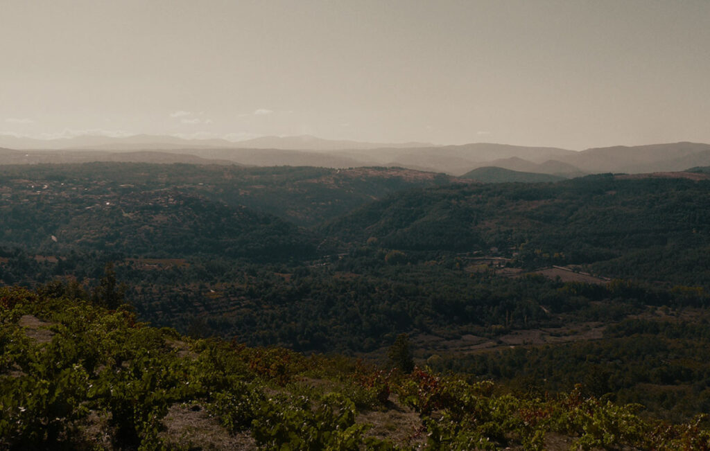 Visita a Viñedos y Bodegas El Robledo 1